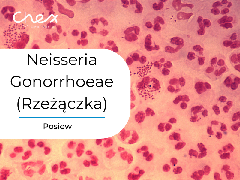 Neisseria Gonorrhoeae (Rzeżączka)